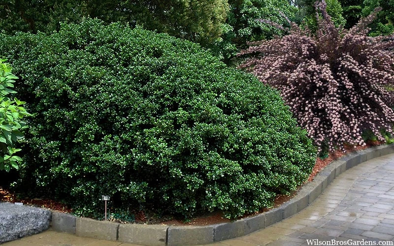 Round Leaf Tea Olive (Osmanthus Heterophyllus 'Rotundifolius') - 1 Gallon Pot 4 Round Leaf Tea Olive (Osmanthus Heterophyllus 'Rotundifolius') - 1 Gallon Pot - Image 4