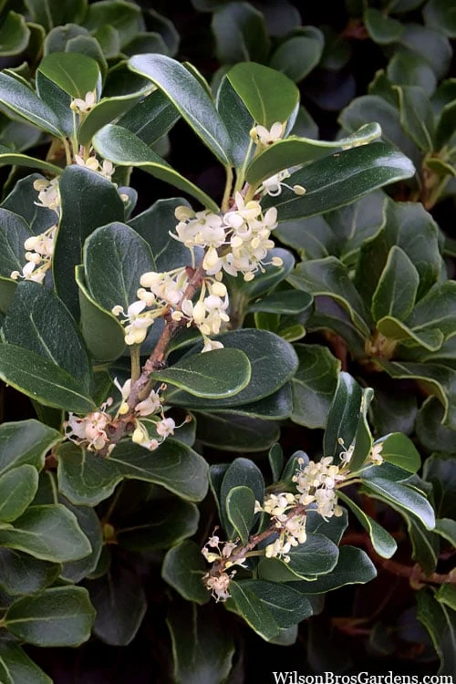 Round Leaf Tea Olive (Osmanthus Heterophyllus 'Rotundifolius') - 1 Gallon Pot 1 Round Leaf Tea Olive (Osmanthus Heterophyllus 'Rotundifolius') - 1 Gallon Pot