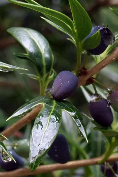 Sasaba Bamboo Leaf Tea Olive - 1 Gallon Pot -Chaste Tree World osmanthus heterophyllus sasaba ivy leaf tea olive 2