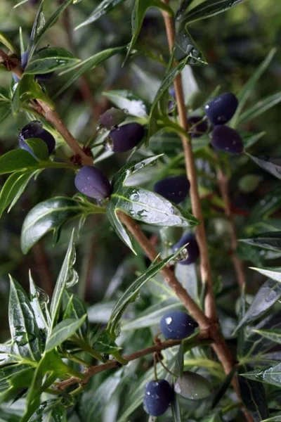 Sasaba Bamboo Leaf Tea Olive - 1 Gallon Pot -Chaste Tree World osmanthus heterophyllus sasaba ivy leaf tea olive 5