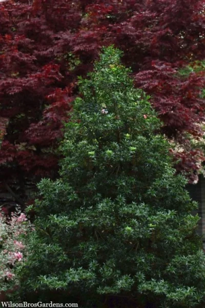 Sasaba Bamboo Leaf Tea Olive - 1 Gallon Pot -Chaste Tree World osmanthus heterophyllus sasaba ivy leaf tea olive 8