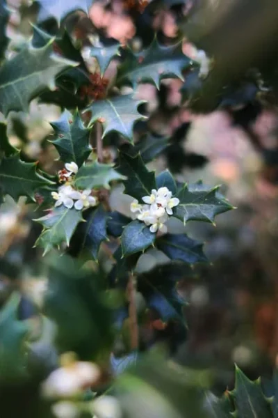 Party Princess 'Kaori Hime' Tea Olive - 7 Gallon Pot (2-3') -Chaste Tree World osmanthus kaori hime party princess tea olive 1 1