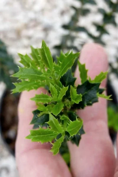 Party Princess 'Kaori Hime' Fragrant Tea Olive - 1 Gallon Pot -Chaste Tree World osmanthus kaori hime party princess tea olive 2