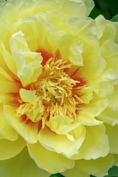 Bartzella Yellow Peony - 3 Gallon Pot -Chaste Tree World paeonia bartzella yellow peony 1
