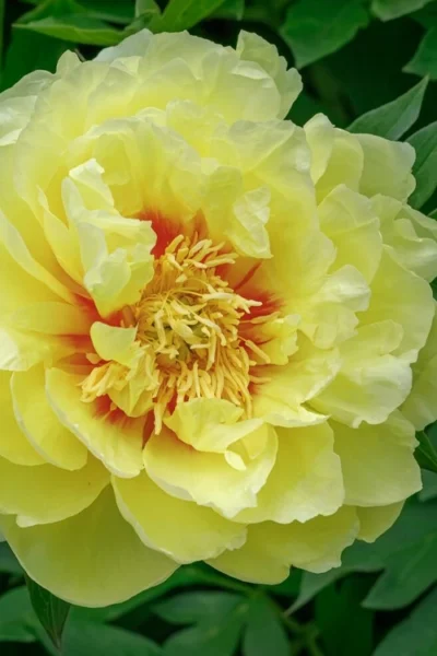 Bartzella Yellow Peony - 3 Gallon Pot