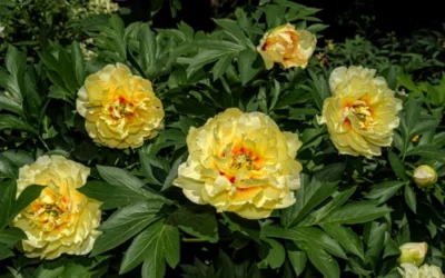 Bartzella Yellow Peony - 3 Gallon Pot -Chaste Tree World paeonia bartzella yellow peony 3