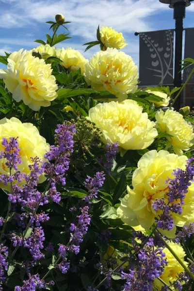 Bartzella Yellow Peony - 3 Gallon Pot -Chaste Tree World paeonia bartzella yellow peony 4