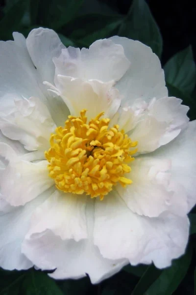 Krinkled White Peony - 1 Gallon Pot -Chaste Tree World paeonia krinkled white peony 10