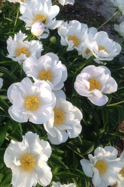 Krinkled White Peony - 1 Gallon Pot -Chaste Tree World paeonia krinkled white peony 2
