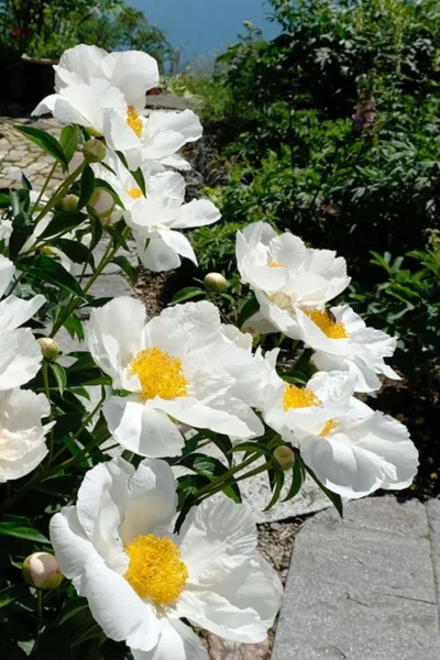 Krinkled White Peony - 1 Gallon Pot -Chaste Tree World paeonia krinkled white peony 8