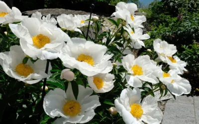 Krinkled White Peony - 1 Gallon Pot -Chaste Tree World paeonia krinkled white peony 9