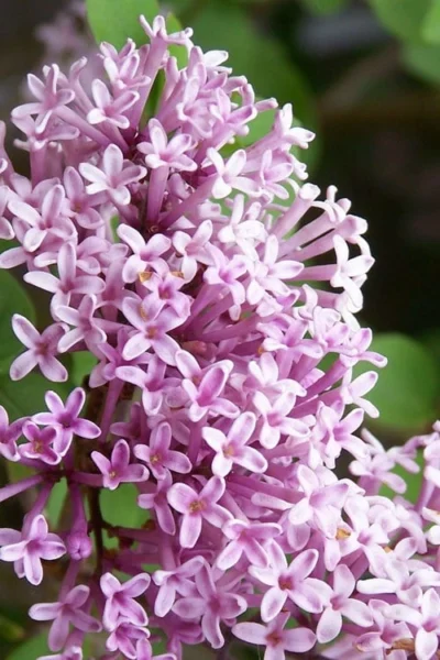 Palibin Lilac Tree (Single Trunk) - 7 Gallon Pot (5-6') -Chaste Tree World palibin lilac tree 2 1