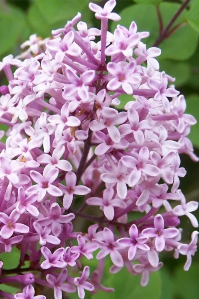 Palibin Lilac Tree (Single Trunk) - 7 Gallon Pot (5-6') -Chaste Tree World palibin lilac tree 3 2