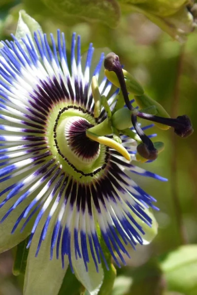 Blue Crown Passion Flower Vine - 1 Gallon Pot -Chaste Tree World passiflora caerulea blue crown passion flower vine 1