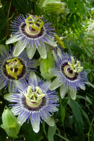 Blue Crown Passion Flower Vine - 1 Gallon Pot -Chaste Tree World passiflora caerulea blue crown passion flower vine 10