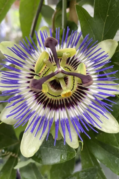 Blue Crown Passion Flower Vine - 1 Gallon Pot -Chaste Tree World passiflora caerulea blue crown passion flower vine 4