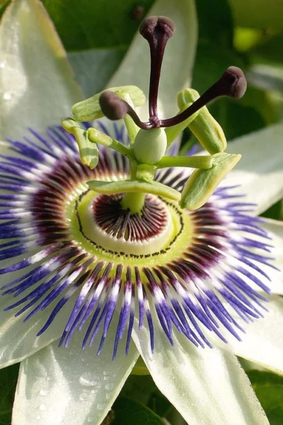 Blue Crown Passion Flower Vine - 1 Gallon Pot