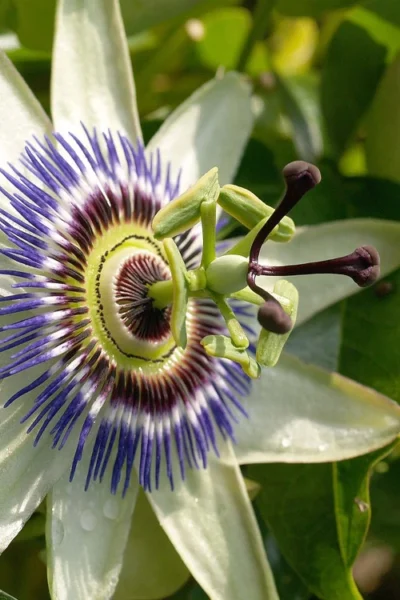 Blue Crown Passion Flower Vine - 1 Gallon Pot -Chaste Tree World passiflora caerulea blue crown passion flower vine 8