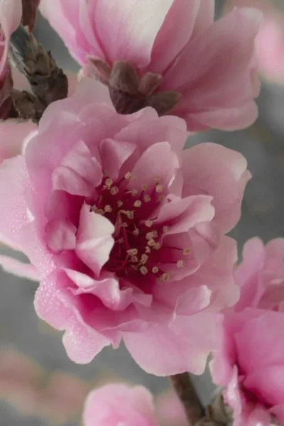 Corinthian Flowering Peach Tree - 3 Gallon Pot (4-5') 8 Corinthian Flowering Peach Tree - 3 Gallon Pot (4-5') -Chaste Tree World peach corinthian 24 1