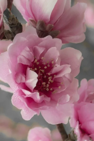 Corinthian Rose Flowering Peach Tree - 5 Gallon Pot 8 Corinthian Rose Flowering Peach Tree - 5 Gallon Pot -Chaste Tree World peach corinthian 24 2