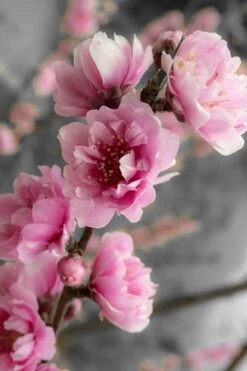 Corinthian Flowering Peach Tree - 2 Gallon Pot (3-4') -Chaste Tree World peach corinthian 2 thumbnail