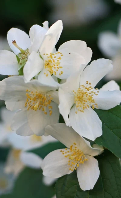 Sweet Mock Orange (Philadelphus Coronarius) - 3 Gallon Pot