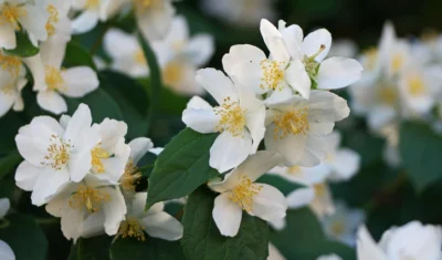Sweet Mock Orange (Philadelphus Coronarius) - 3 Gallon Pot -Chaste Tree World philadelphus coronarius mock orange 3