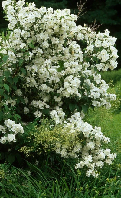 Sweet Mock Orange (Philadelphus Coronarius) - 3 Gallon Pot -Chaste Tree World philadelphus coronarius mock orange 4