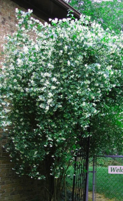 Sweet Mock Orange (Philadelphus Coronarius) - 3 Gallon Pot -Chaste Tree World philadelphus coronarius mock orange 6