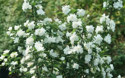 Illuminati Arch Mock Orange (Philadelphus Coronarius) - 3 Gallon Pot -Chaste Tree World philadelphus illuminati arch mock orange 4