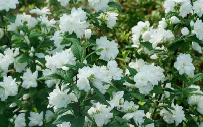 Illuminati Arch Mock Orange (Philadelphus Coronarius) - 3 Gallon Pot -Chaste Tree World philadelphus illuminati arch mock orange 5