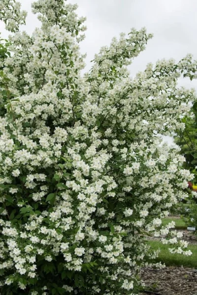 Blizzard Mock Orange (Philadelphus) - 5 Gallon Pot -Chaste Tree World philadelphus lewisii blizzard mock orange 2