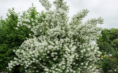 Blizzard Mock Orange (Philadelphus) - 5 Gallon Pot -Chaste Tree World philadelphus lewisii blizzard mock orange 3
