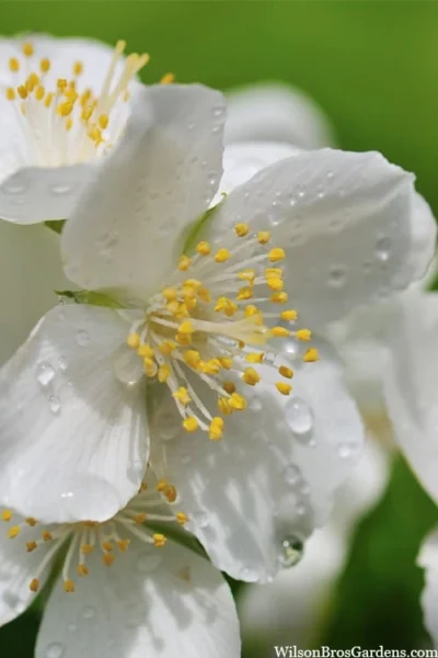 Blizzard Mock Orange (Philadelphus) - 5 Gallon Pot -Chaste Tree World philadelphus lewisii blizzard mock orange 6