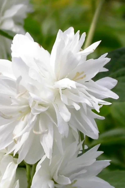 Minnesota Snowflake Mock Orange (Philadelphus) - 1 Gallon Pot -Chaste Tree World philadelphus minnesota snowflake mock orange 3