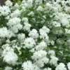 Minnesota Snowflake Mock Orange (Philadelphus) - 1 Gallon Pot