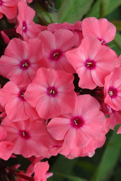 Coral Creme Drop Garden Phlox - 1 Gallon Pot -Chaste Tree World phlox coral creme drop garden 500x750 1