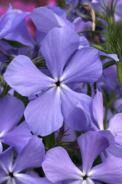 Blue Moon Woodland Phlox - 1 Gallon Pot -Chaste Tree World phlox divaricata blue moon woodland phlox 3