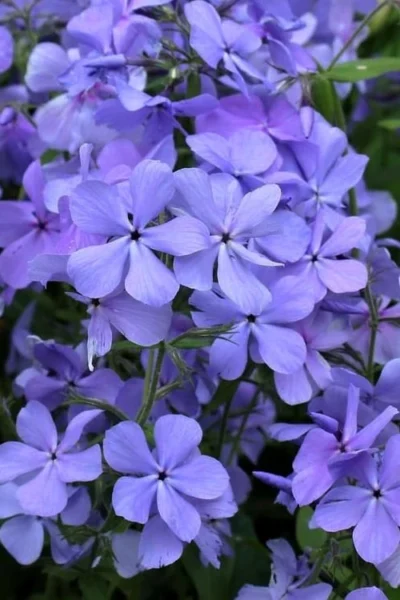 Blue Moon Woodland Phlox - 1 Gallon Pot -Chaste Tree World phlox divaricata blue moon woodland phlox 4