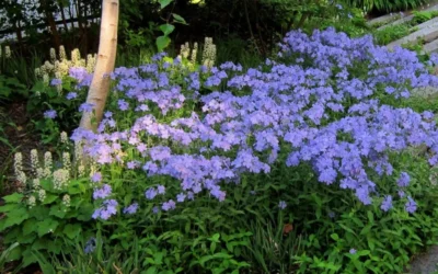 Blue Moon Woodland Phlox - 1 Gallon Pot -Chaste Tree World phlox divaricata blue moon woodland phlox 7
