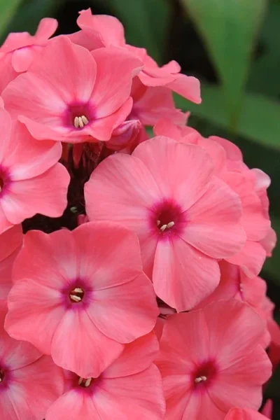 Coral Creme Drop Garden Phlox - 1 Gallon Pot -Chaste Tree World phlox paniculata coral creme drop garden phlox 1