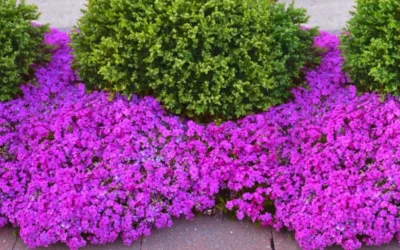 Drummond's Pink Creeping Phlox - 6 Pack Of 1 Gallon Pots -Chaste Tree World phlox subulata drummonds pink creeping 1