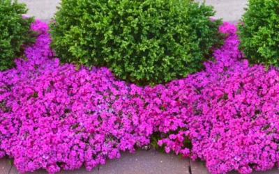 Drummond's Pink Creeping Phlox - 1 Gallon Pot 8 Drummond's Pink Creeping Phlox - 1 Gallon Pot -Chaste Tree World phlox subulata drummonds pink creeping 2