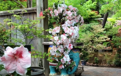 Tama No Hada Azalea - 1 Gallon Pot -Chaste Tree World picture azalea tama no hada 1