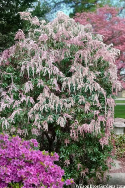 Dorothy Wycoff Pieris - 1 Gallon Pot -Chaste Tree World pieris japonica dorothy wycoff 2 1