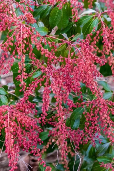 Dorothy Wycoff Pieris - 1 Gallon Pot -Chaste Tree World pieris japonica dorothy wycoff 4 1