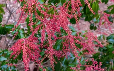 Dorothy Wycoff Pieris - 3 Gallon Pot -Chaste Tree World pieris japonica dorothy wycoff 5