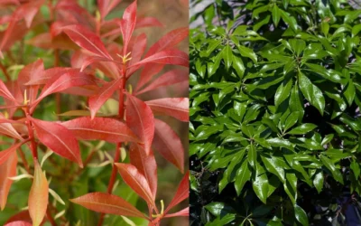 Dorothy Wycoff Pieris - 1 Gallon Pot -Chaste Tree World pieris japonica dorothy wycoff 6 1