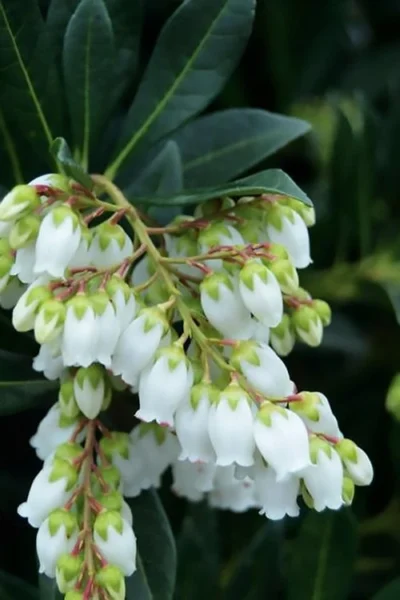Southern Lady Pieris - 3 Gallon Pot -Chaste Tree World pieris japonica southern lady 1