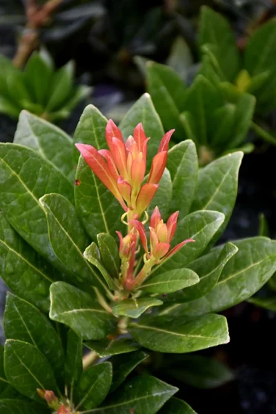 Southern Lady Pieris - 3 Gallon Pot -Chaste Tree World pieris japonica southern lady 2 1